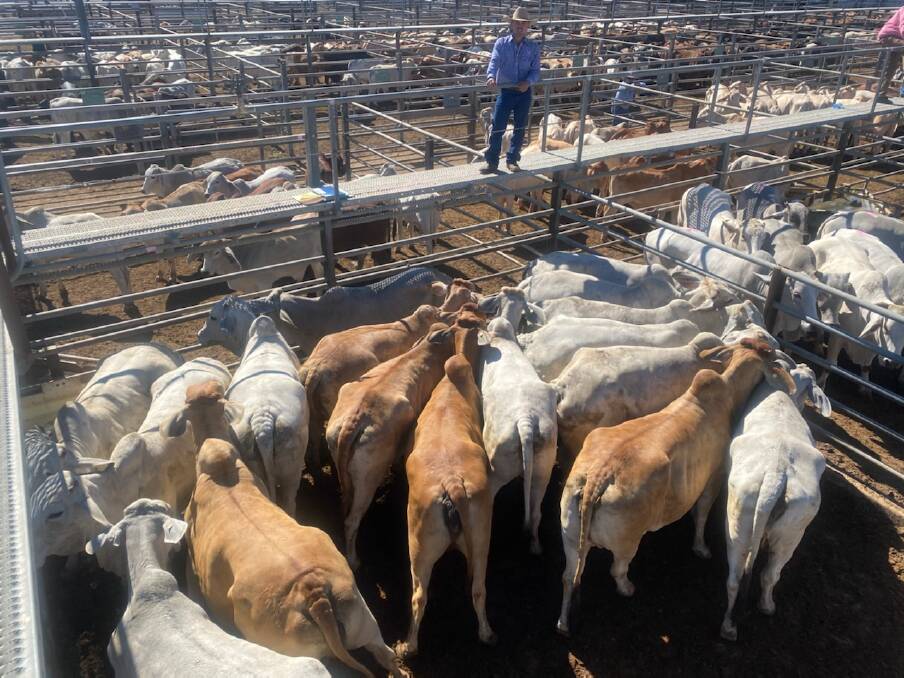 Troy Williams with a pen of cows from Lochinvar Grazing at Charters Towers on Wednesday. Picture: Matthew Geaney.
