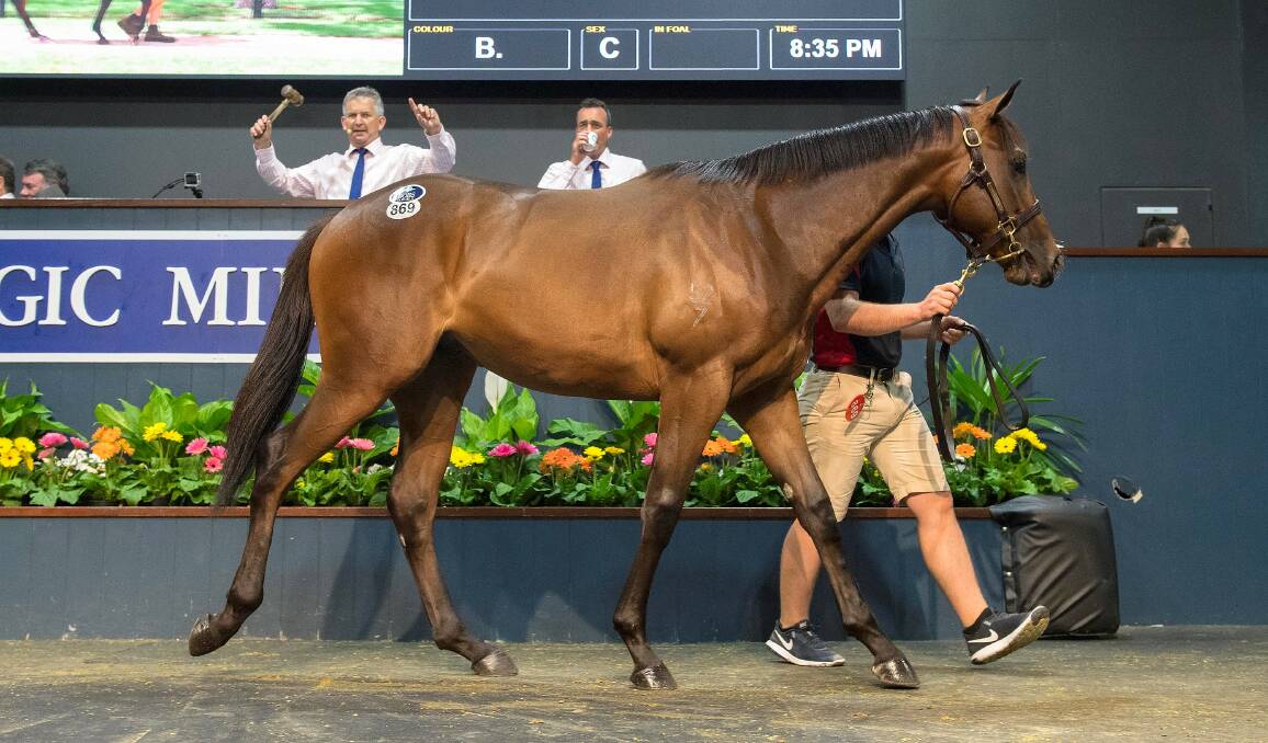 Top price yearling sold for $1.7 million at the 2019 Magic Millions Gold Coast yearling sale was the colt by I Am Invincible from Oakleigh Girl sold by Yarraman Park Stud, Scone, NSW. Picture: Magic Millions
