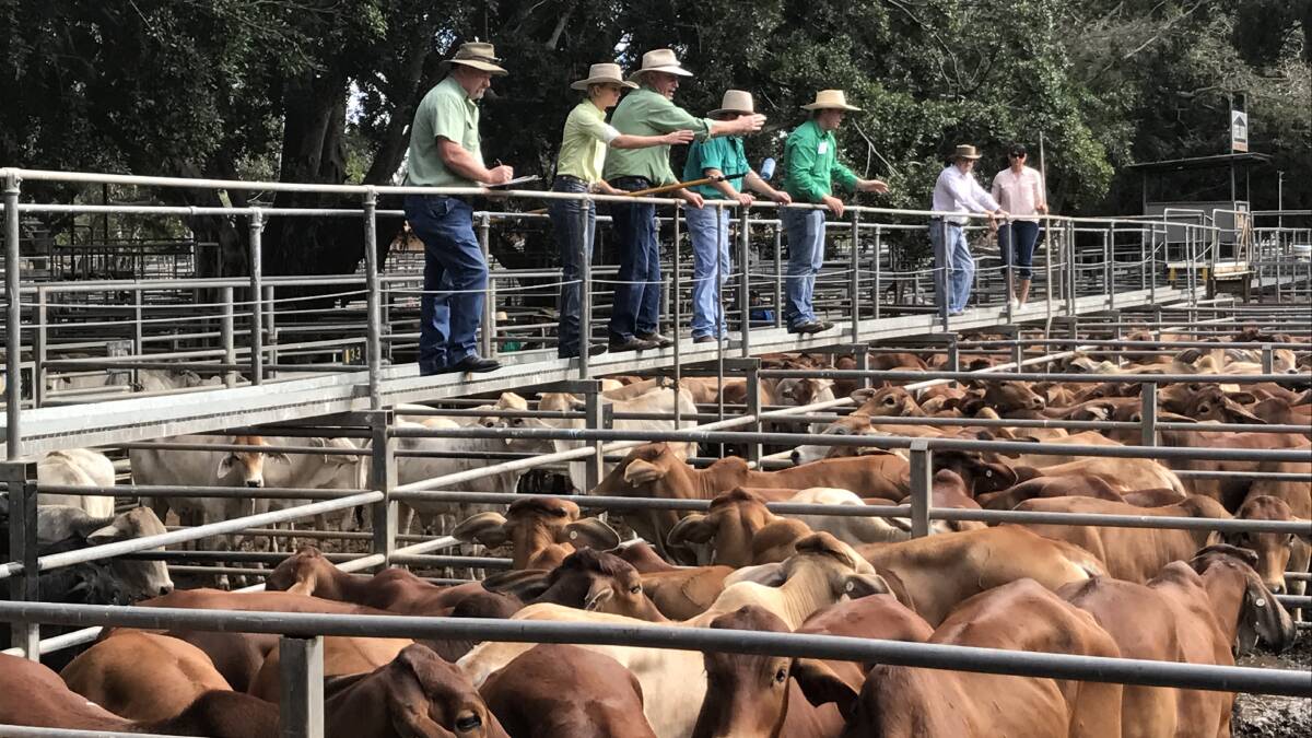 Steers reach record top of 355c at Mareeba