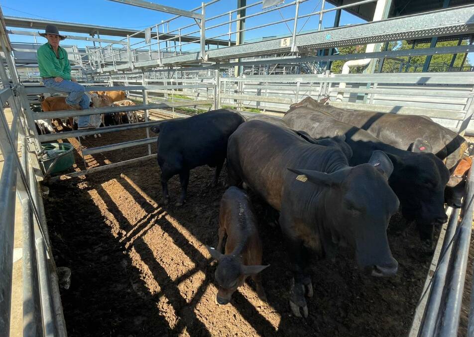 Justin Rohde, Nutrien Ag Solutions Rockhampton, with a Lawson Dunne LTD Brangus cows and calves pen which reached $3150/unit.