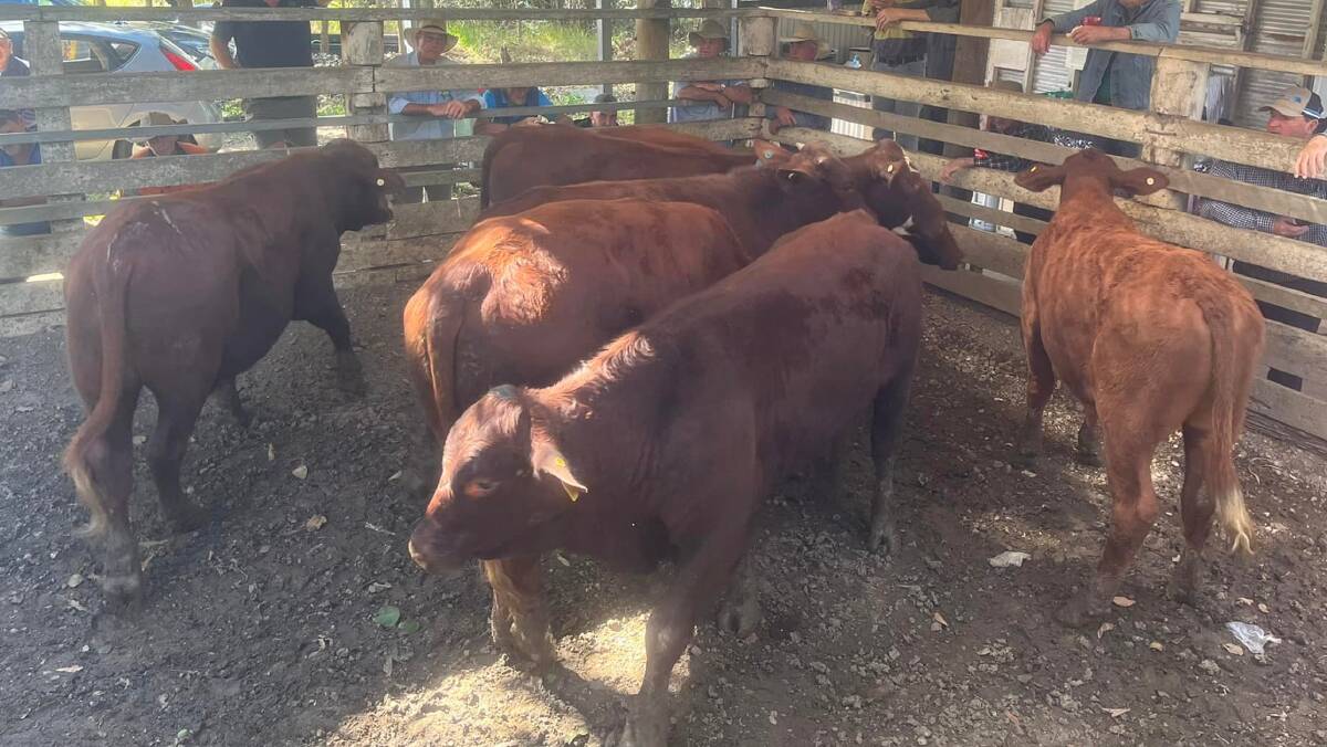 Backgrounder steers that sold for $1680 at Eumundi.
