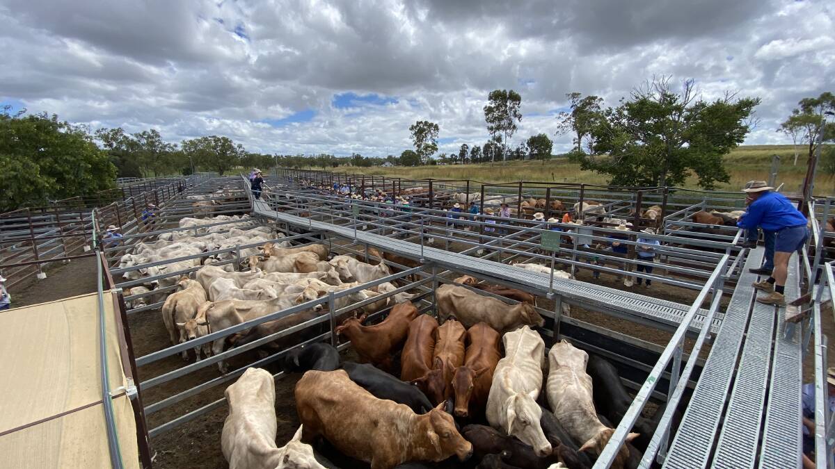 Good yarding of weaners offered at Monto
