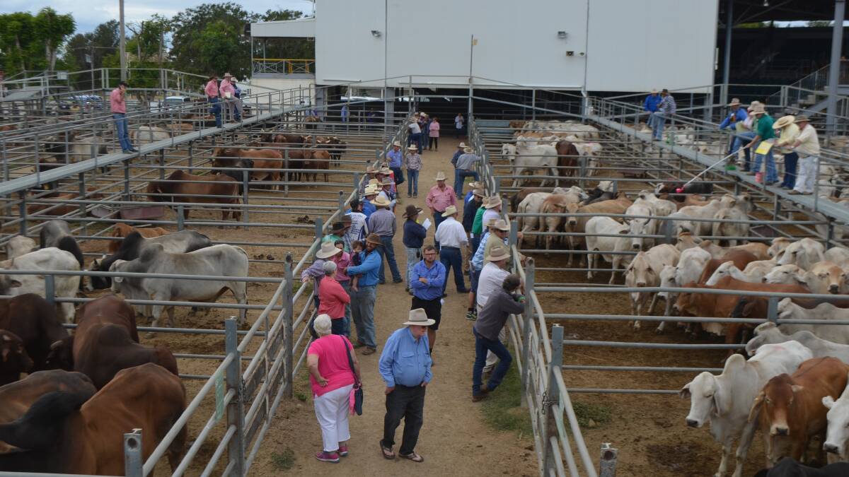 Cows and calves make $1100/unit at Charters Towers