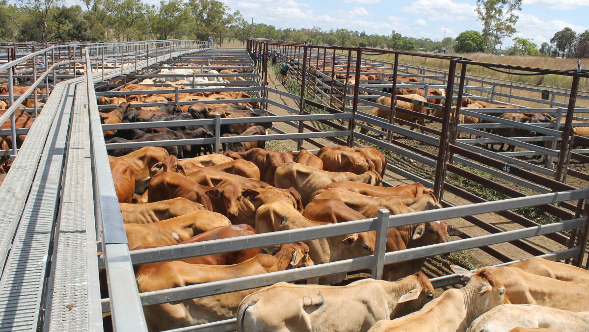 Monto Cattle and Country’s first sale for 2109 saw pens full with 1250 head yarded.