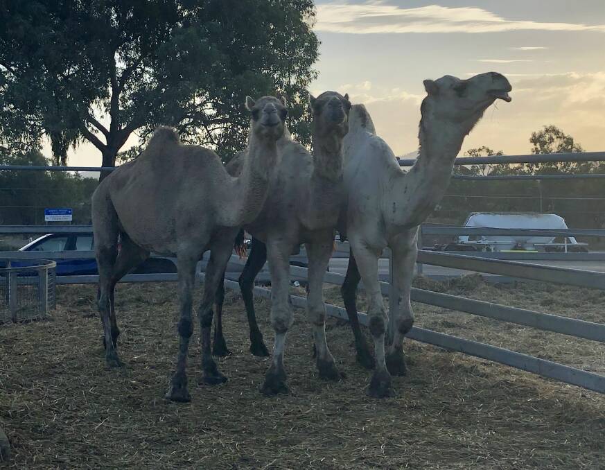 Seventeen camels went under the hammer at the CQLX prime and store sale, with the entire line snapped up by a Scenic Rim dairy operation.