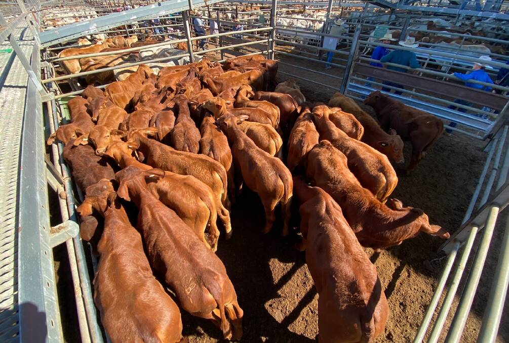 A pen of 39 weaner steers a/c SPK Pastoral (Perry and Nicola Fox) made 690.2c, weighing 170.8kg to return $1178/hd. 