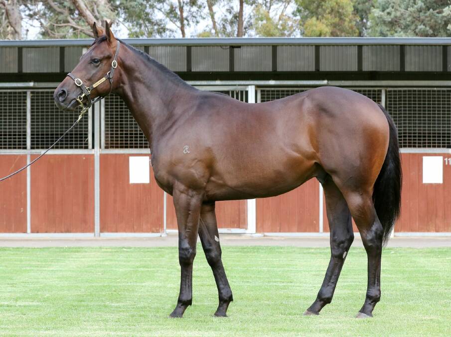 Central Queensland breeder Dan Fletcher was co-vendor of the Zoustar/Solar Charged colt sold for $1.1 million at the Inglis Easter yearling sale. Picture: Inglis