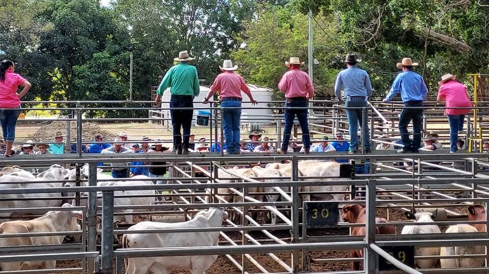 Store cattle stronger at Mareeba