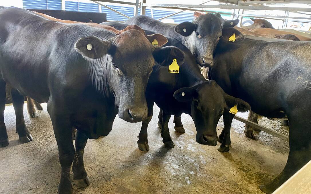 This pen of five Brangus heifers weighing 340kg on a/c G Blennerhassett made $700. Picture supplied