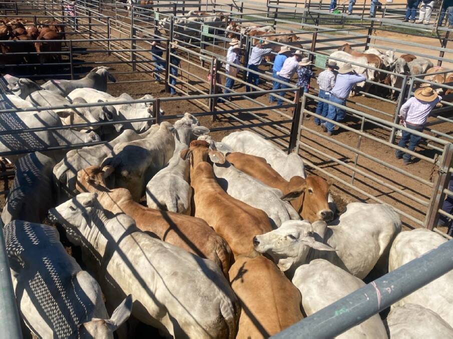 Weaner steers reach 758c, average 695c at Charters Towers