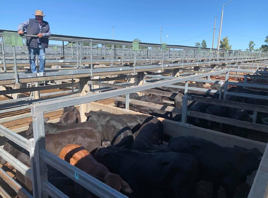 Nev Messer, Savage Barker & Backhouse GDL, pictured with 22 No.9 Brangus steers on behalf of SA Hoare, Chocolate Hills, Dingo, to top 428.2ckg to average 228kg and return $965/ head.