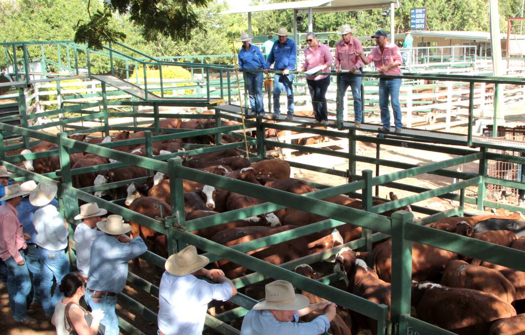 There was strong demand for store cattle and feeder cattle at Blackall on Thursday.