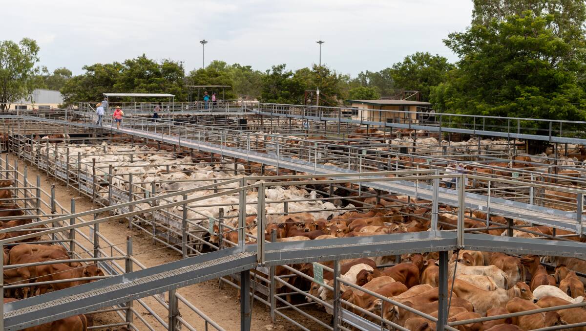 Slaughter cattle rates drop at Charters Towers