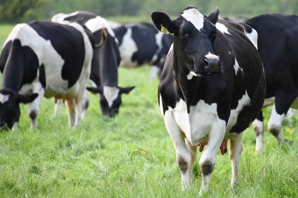 The dairy industry should be paying professionals to recommend transformational change for our businesses.