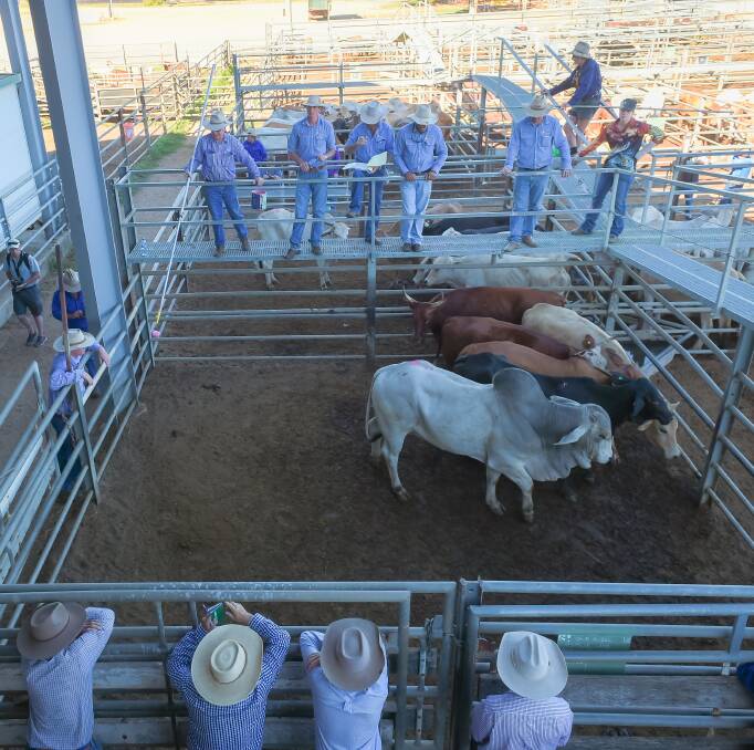 Weaner steers 292c at Charters Towers