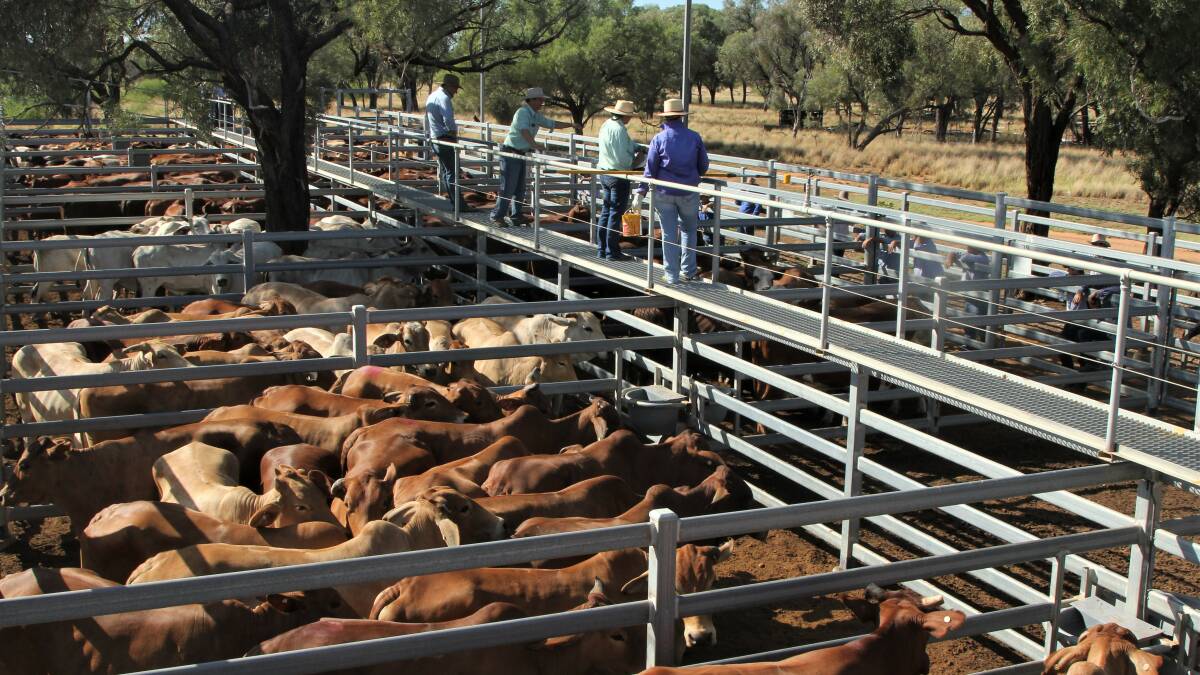 Santa Gertrudis heifers make 552c/$1295 at Blackall