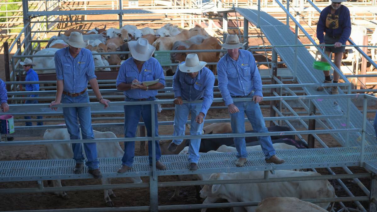 Cows 214c at Charters Towers