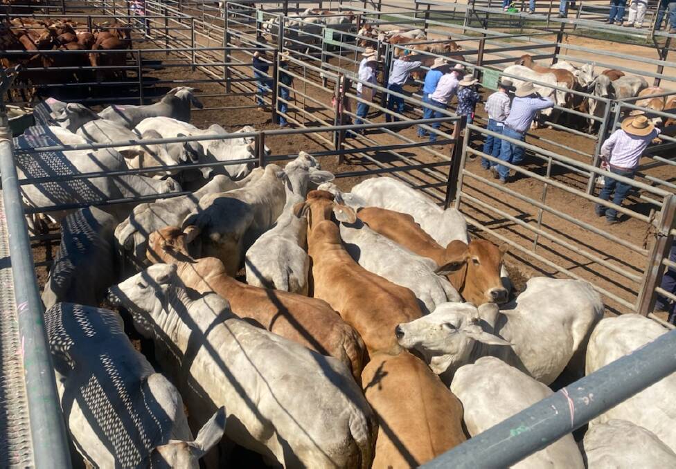 Weaner steers hit 602c, average 497 at Charters Towers