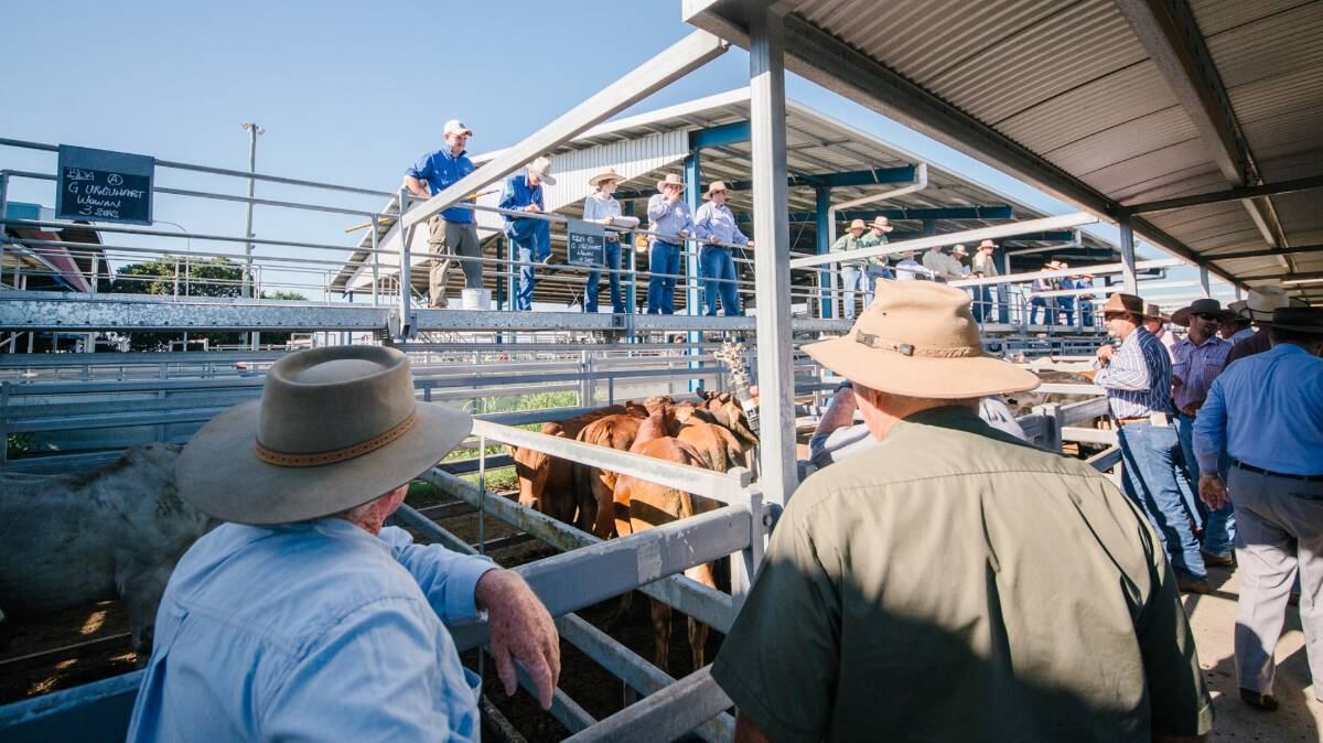Better quality cattle meet good competition at Gracemere