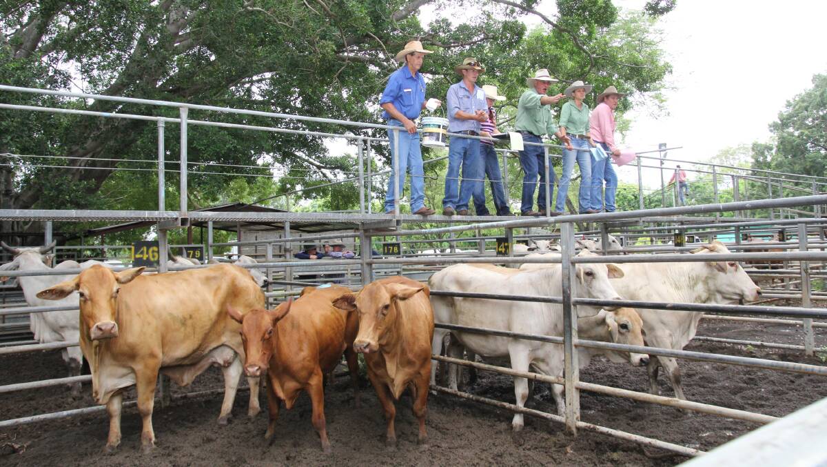 Steers sell to 310c, av 270.9c at Mareeba