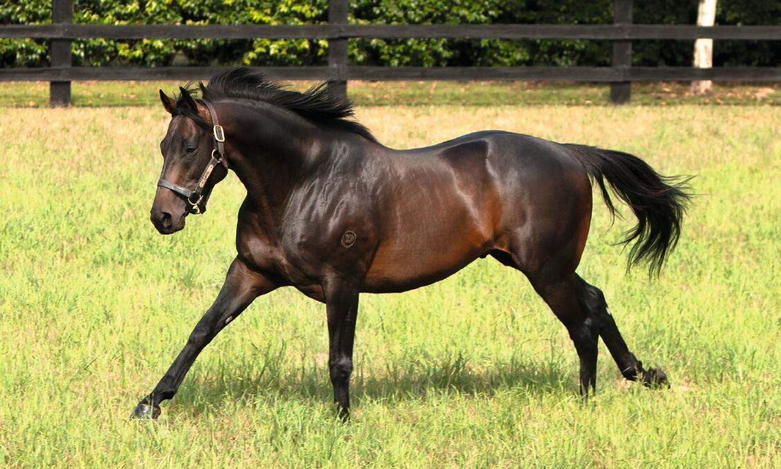 Shuttle stallion Sidestep is inaugural sire at relaunched Telemon Thoroughbreds.