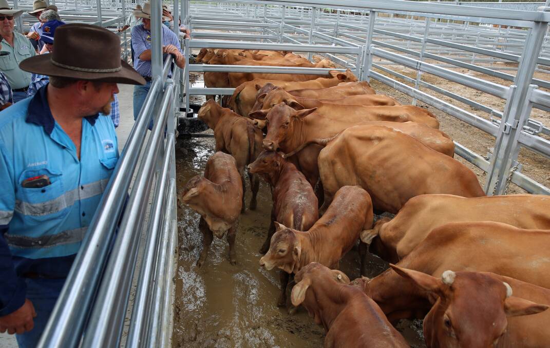 This line of 166 Droughtmaster cows and calves from Mundubbera sold to average $1677 at Biggenden store sale on Monday.