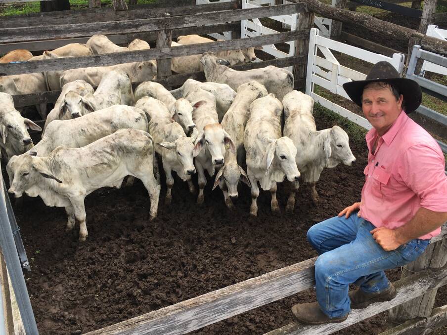 Jimmy Bauer, Monduran, with his steers which sold for $940/hd at Gin Gin on Monday.
