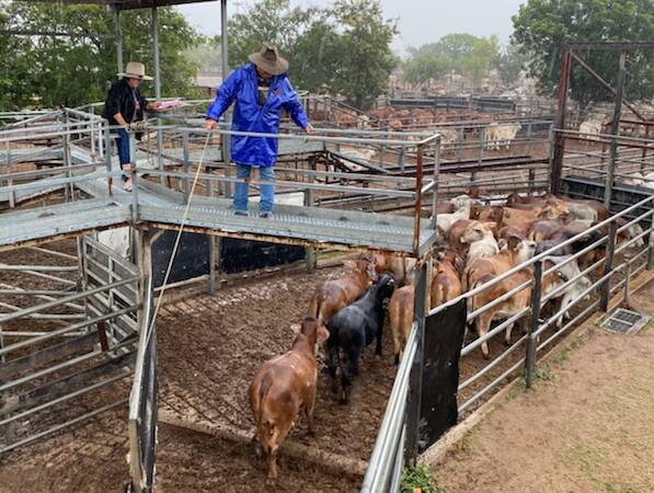 Cows and calves return $1440/unit at Charters Towers