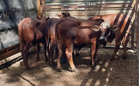 Equal top of the store steers weighing 153kg a/c V and F Woods Cooktown sold for 506.2c/kg sold to a western restocker.