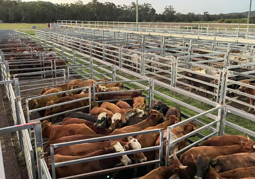 Quality cattle firm at Sarina