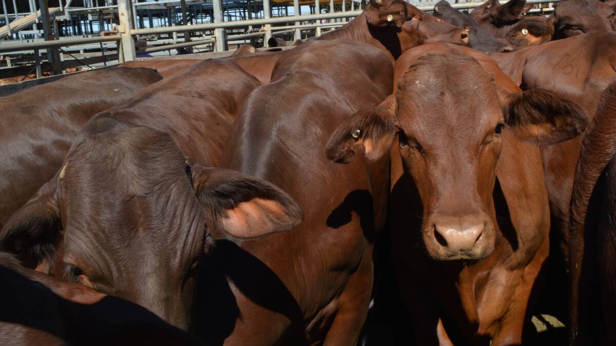 Charbray steers, 12 months, sell for  $1085 at Laidley