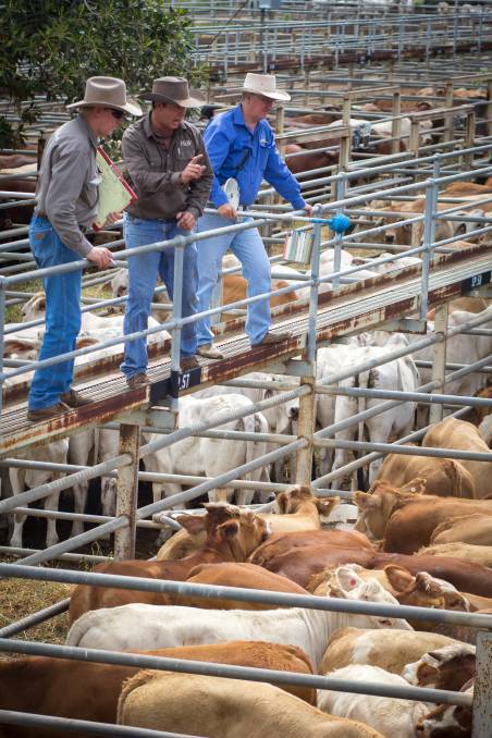 Heavy prime and feeder cattle dominate at Clermont