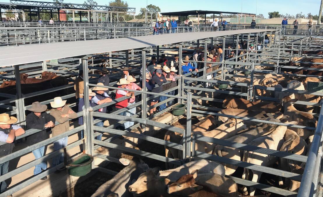 PTIC cows sell for $1920 at Emerald