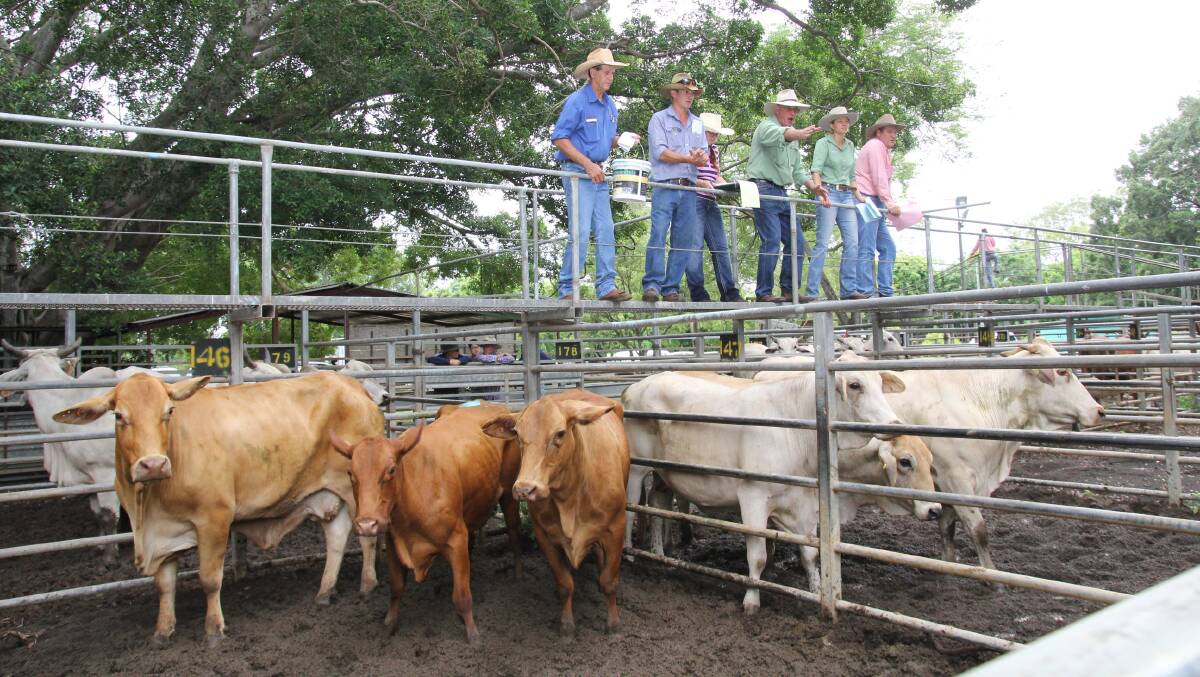 Steers sell to 273c, averaging 227c at Mareeba