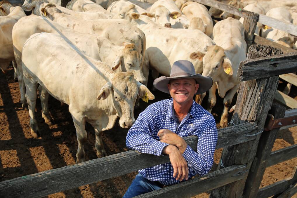Burnett Livestock & Realty’s Lance Whitaker with a pen of Charbray milk and two tooth steers on account of the McMahon family, Wallaville. The steers sold for 310.2c/kg or $1595/head.
