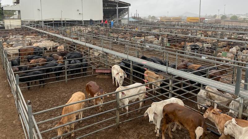 Weaner heifers make 470c/$719 at Charters Towers