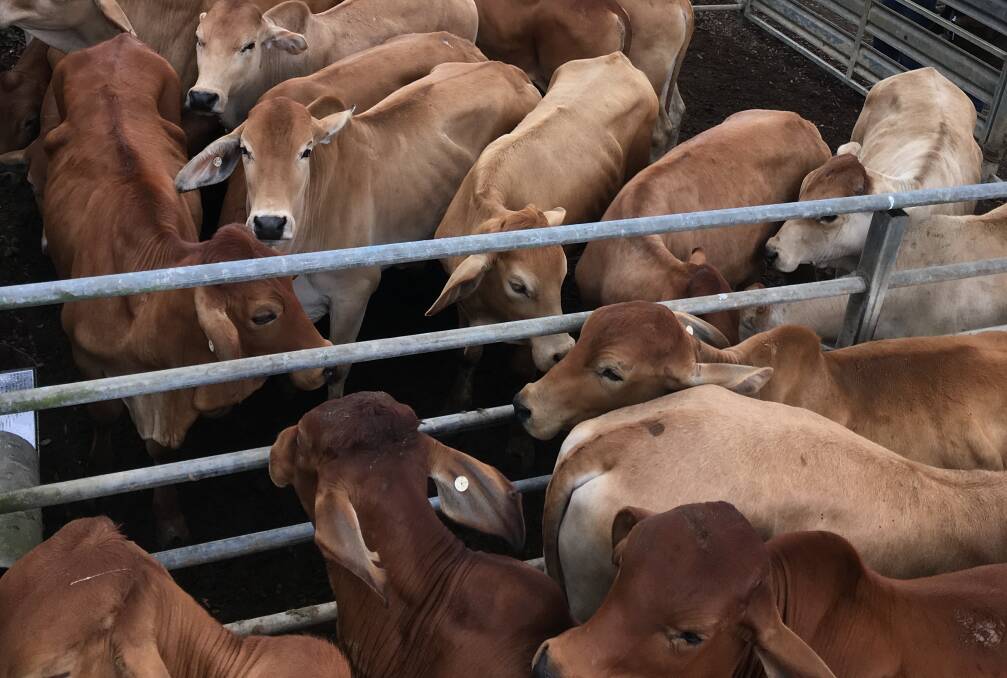 Yearling steers sell to top of 357c, average 336c at Mareeba