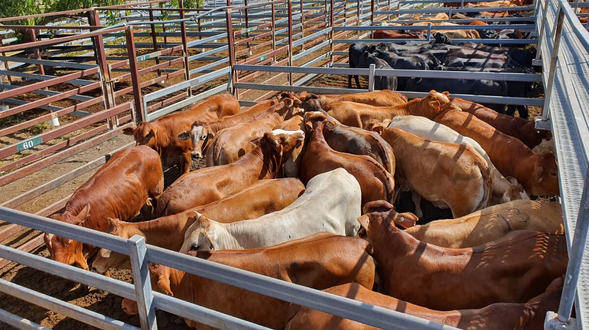 Conway Barnard sold heavy export Simmental cross heifers for 468.2c at 466kg to return $2185 and Simmental cross trade heifers at 520.2c for 389kg to return $2027. 