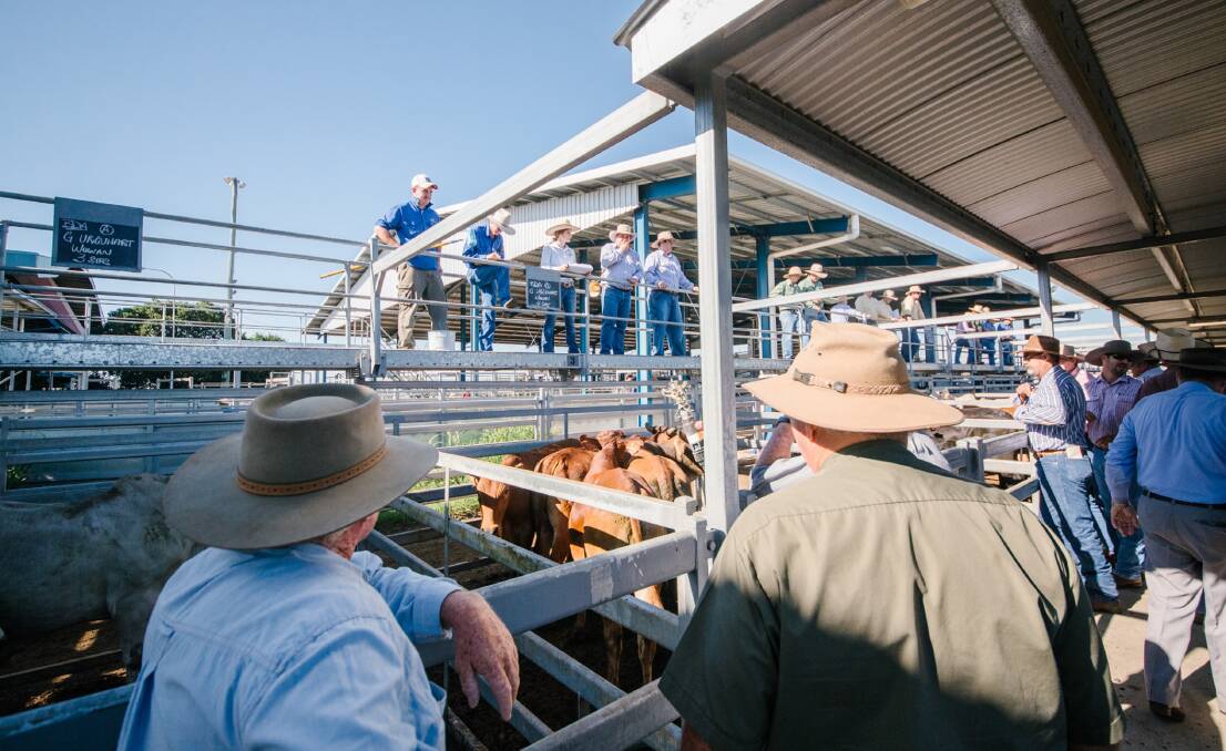 Light steers make 370.2c at Gracemere