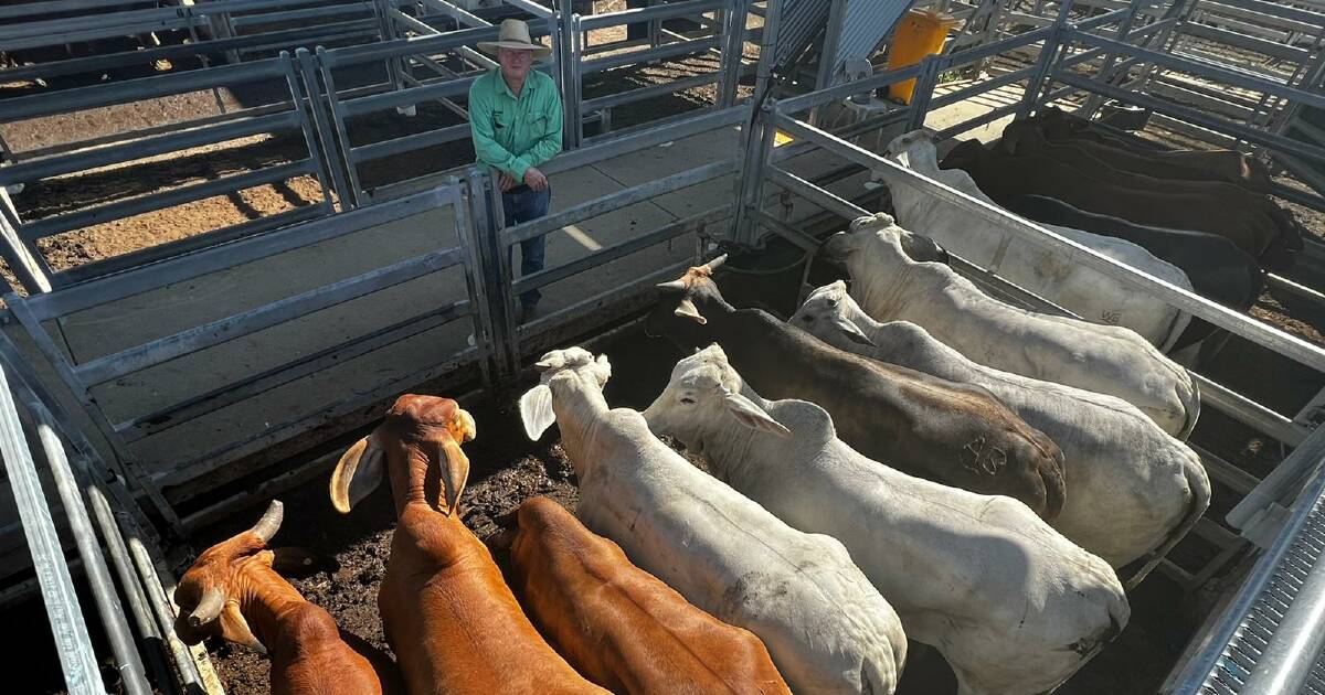 Santa Gertrudis pen tops CQLX cow price at 373c | North Queensland Register  | QLD