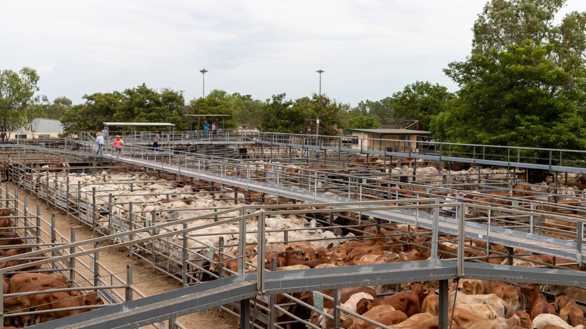 Bullocks in demand at Charters Towers