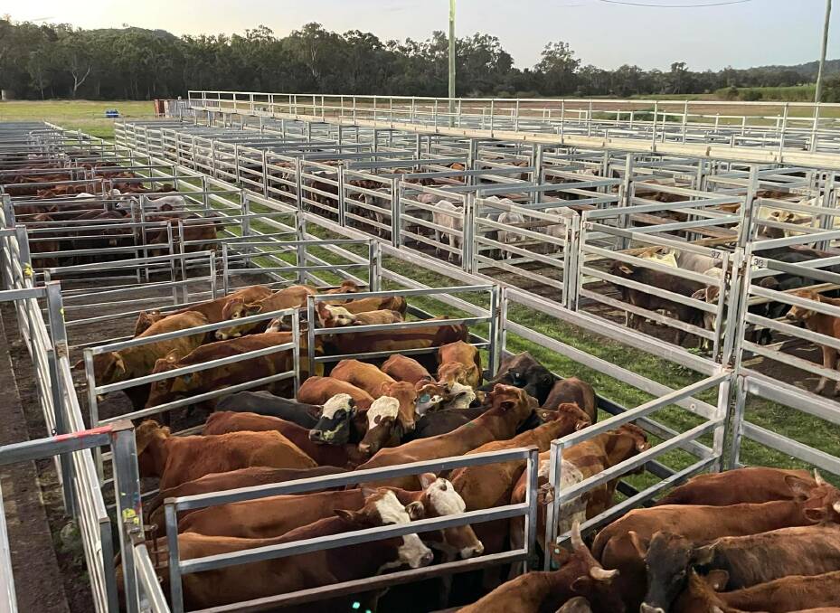 Quality weaners on offer at Sarina