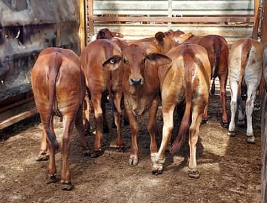 The top priced yearling heifers weighing 158kg a/c Gargan Produce sold for 431.2c/kg. 