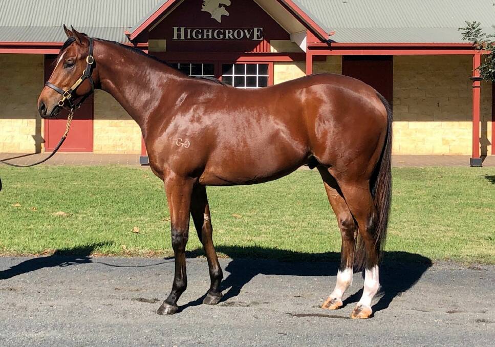 Queensland vendor Highgrove Stud, Westbrook sold a Snitzel/Helena's Secret colt for $300,000 to Aquis Farm, Canungra, at the recent Inglis Easter Round 2 yearling sale, Sydney. Picture: Inglis 