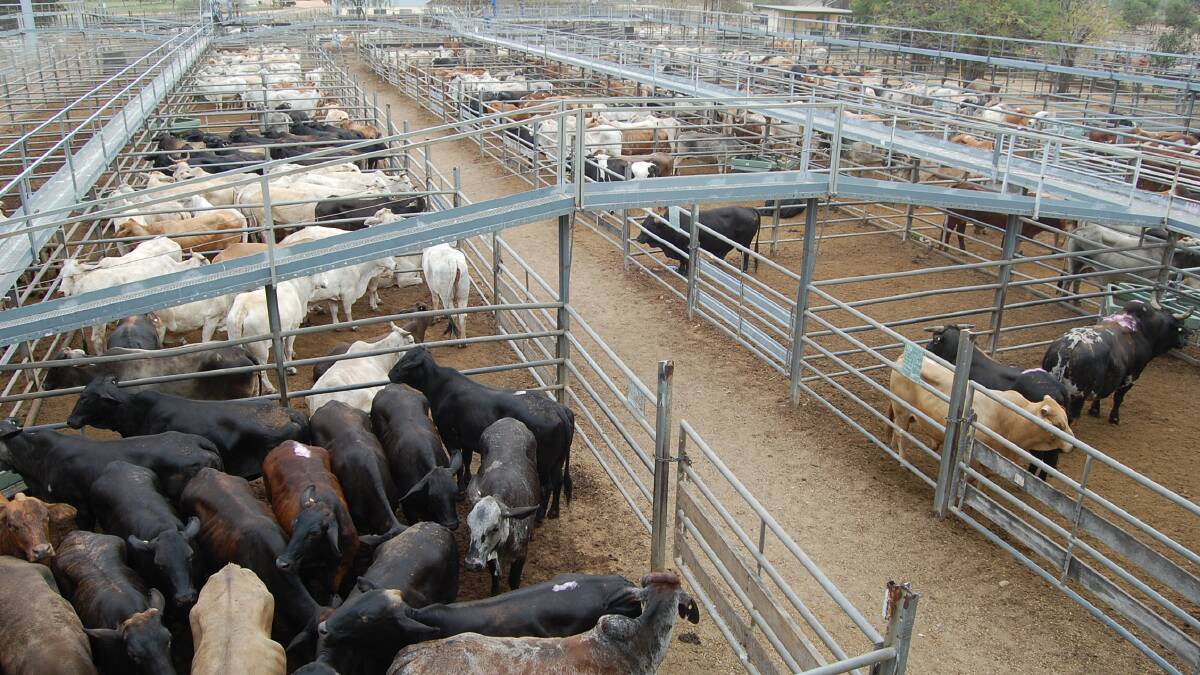 Quality Brahman feeder steers on offer at Charters Towers