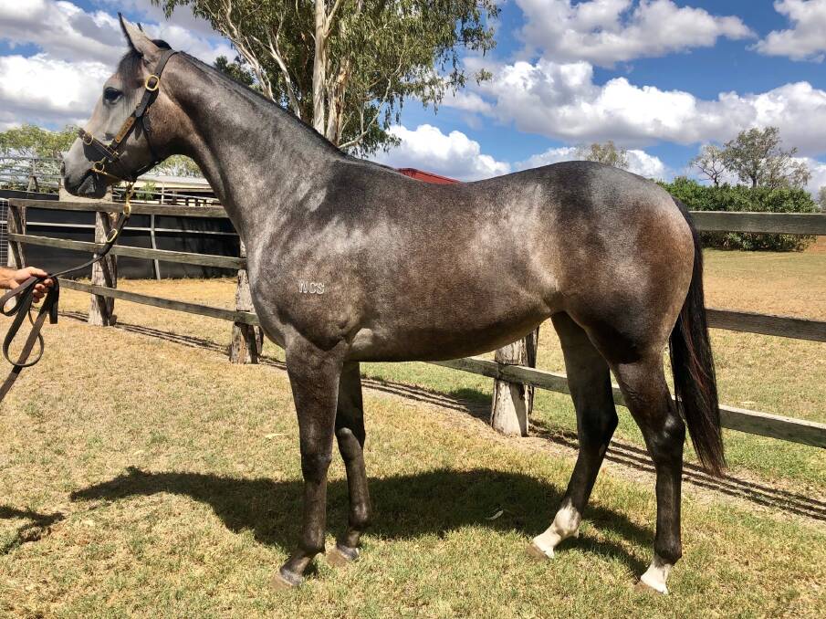 This grey filly (Sidereus/Special Deposit) bred at Oaklands Stud is expected to attract spirited bidding at Rockhampton’s Capricornia Yearling Sale on Sunday, April 14.