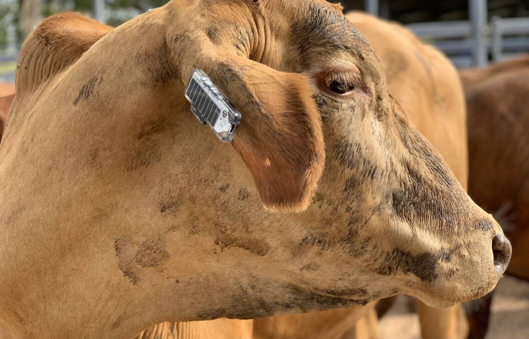 Fitbits for Queensland dairy cows