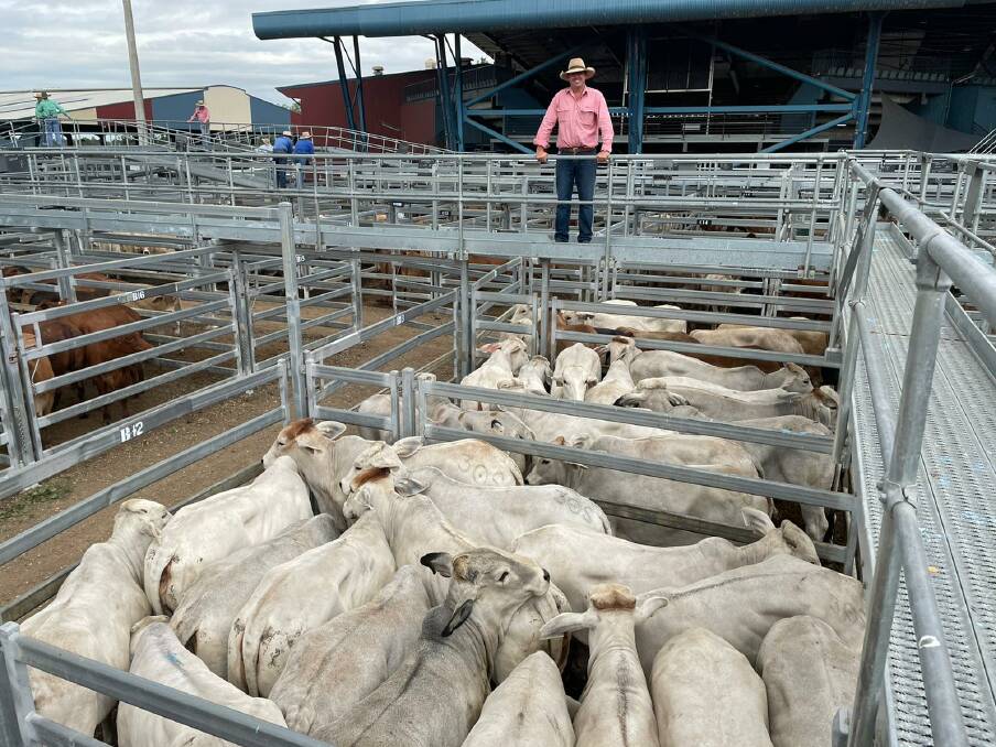 Monty Wilson, Elders, with 70 No 0 Brahman heifers which topped at 395c/kg at Gracemere.