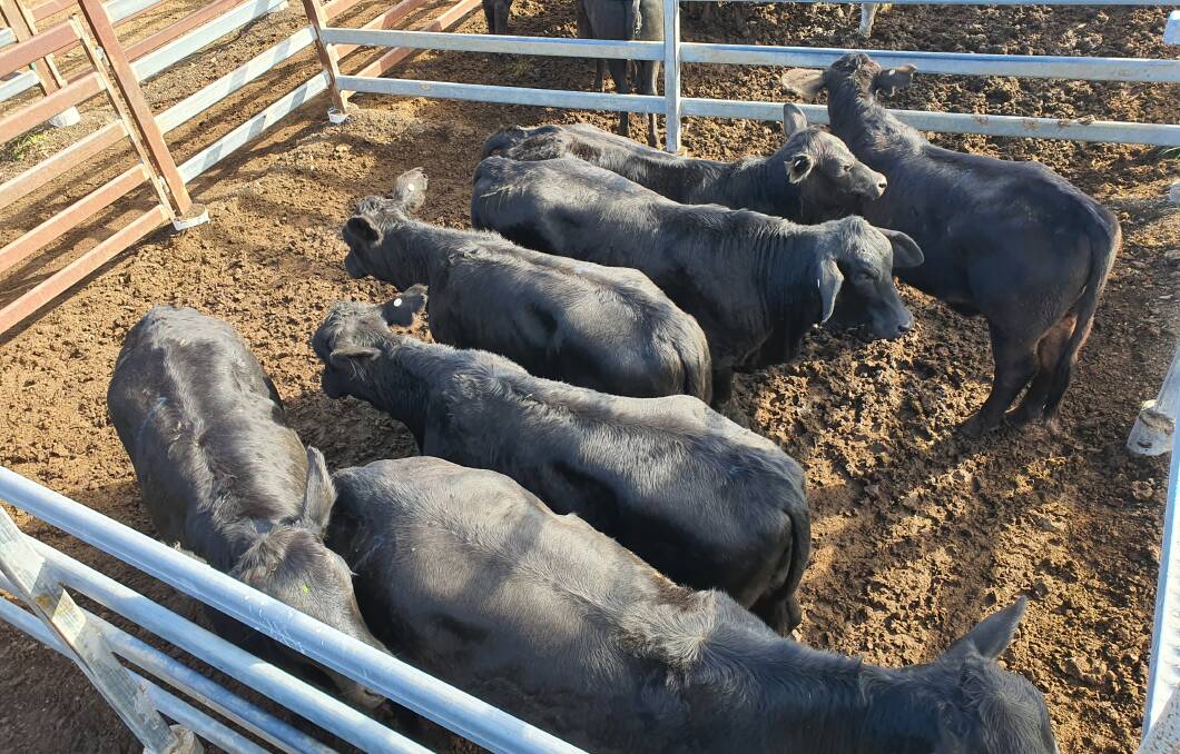 TJ and SL Clarkes Brangus heifers sold for 359c/kg to make $1098.