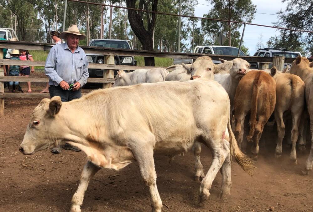 Terry Haupt sold steers from Eidsvold for 290c/kg at 282kg returning $818/head.